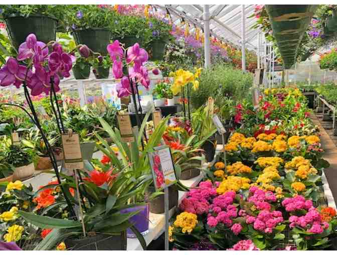 Beautiful Blooms from Currans Flowers