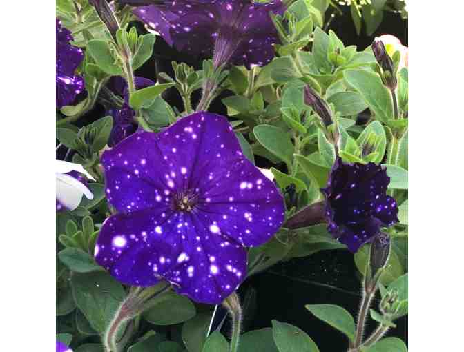 Beautiful Blooms from Currans Flowers