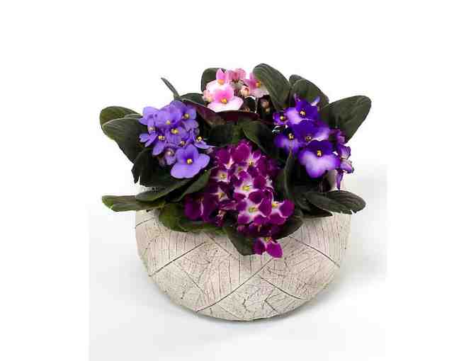 Beautiful Blooms from Currans Flowers