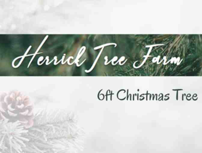 Christmas Tree from Herrick Tree Farm - Photo 1