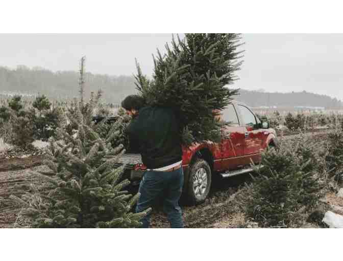 Christmas Tree from Herrick Tree Farm - Photo 2