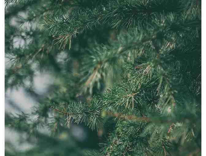 Christmas Tree from Herrick Tree Farm - Photo 4