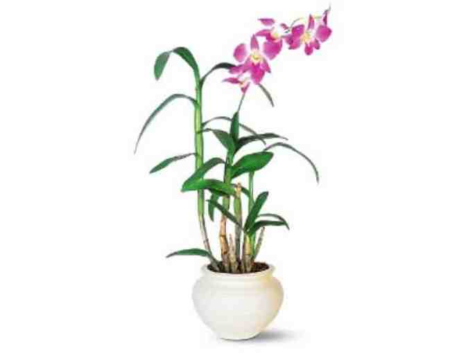 SuEllen Floral Company - Cape Coral