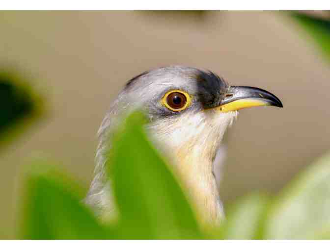 A Birding Adventure with Eary Warren