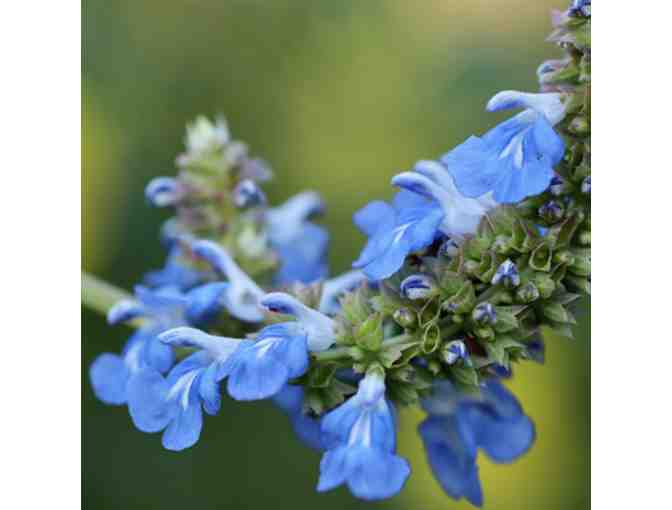 Gift Certificate to All Native Nursery Ft. Myers