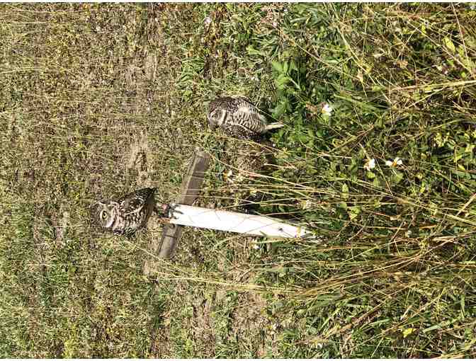 Burrowing Owl Tour with Beverly Saltonstall