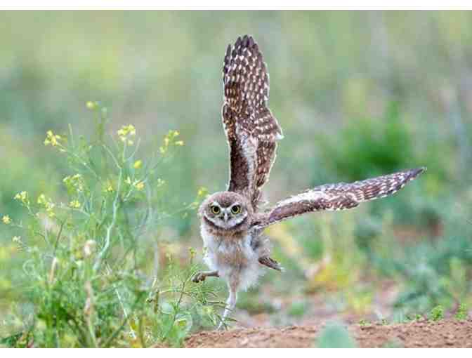 Cape Coral Wildlife Tour with Pascha Donaldson