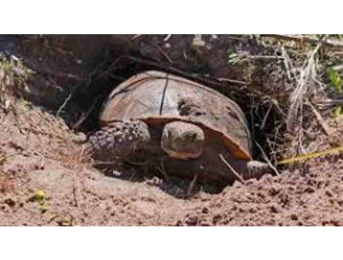Cape Coral Wildlife Tour with Pascha Donaldson
