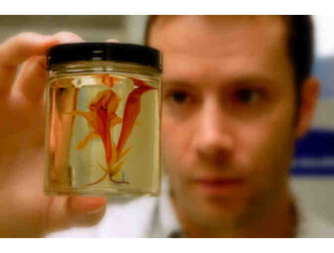 Marie Selby Botanical Gardens, Sarasota FL