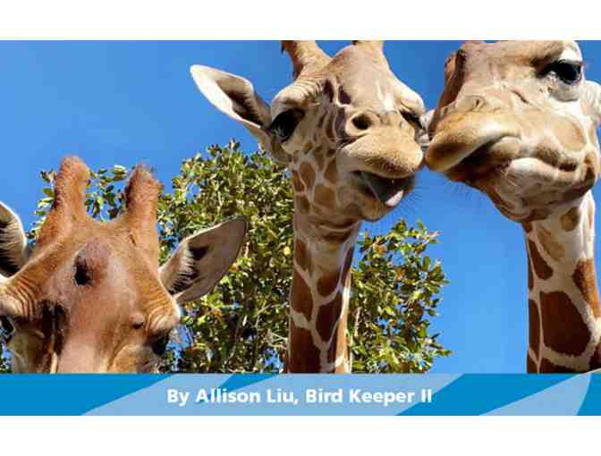 Jacksonville Zoo and Gardens