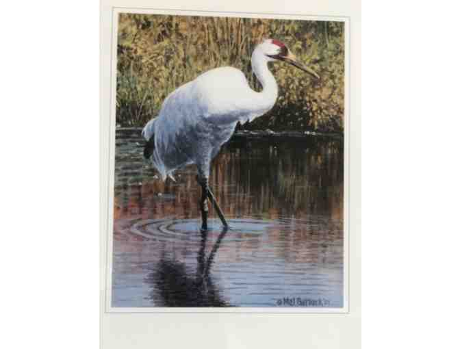 Whooping Crane - framed and matted autographed photo