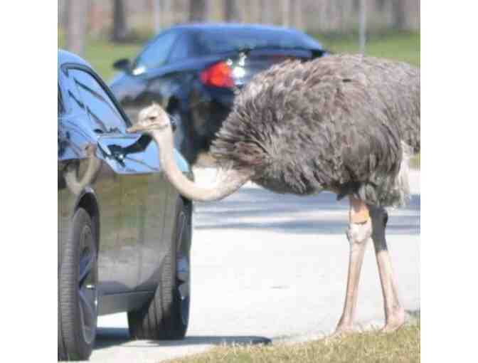 The World Famous Lion Country Safari