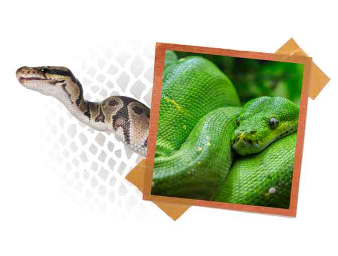 St. Augustine Alligator Farm and Zoological Park