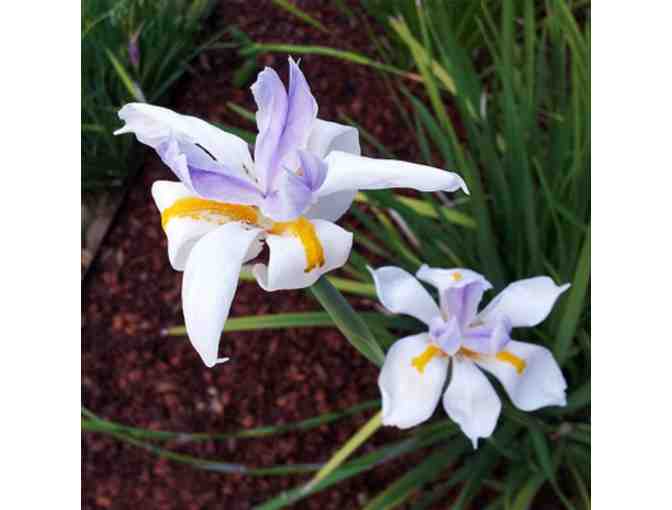 All Native Garden Center Nursery and Landscaping - Photo 1