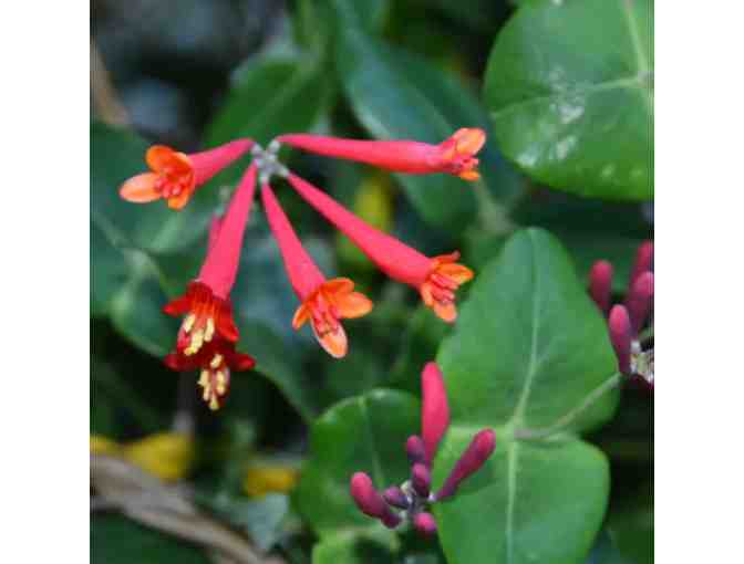 Garden for Wildlife - Photo 1