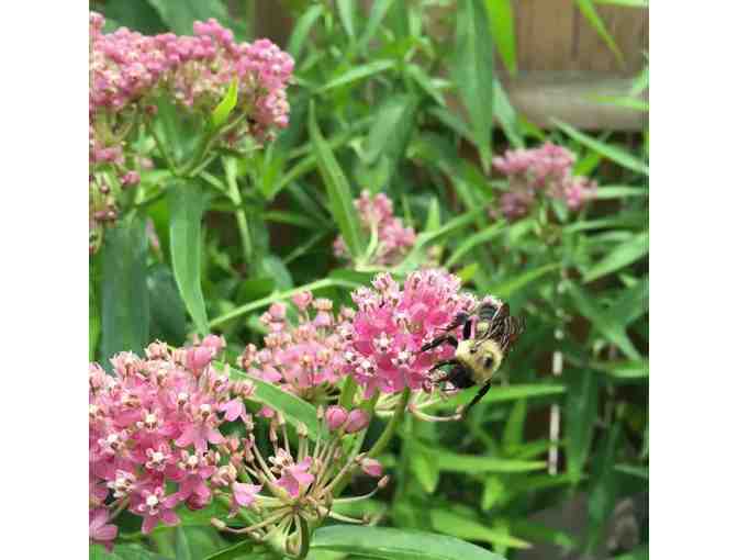 Garden for Wildlife - Photo 2
