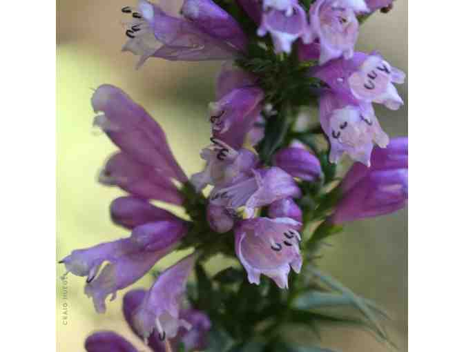 Garden for Wildlife - Photo 3