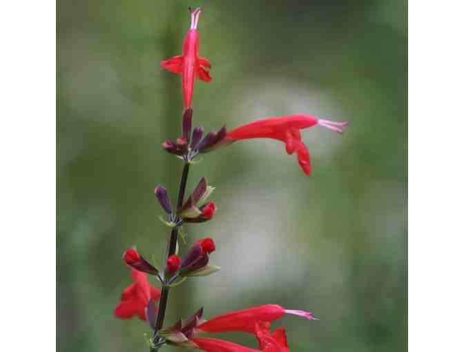 Garden for Wildlife - Photo 4