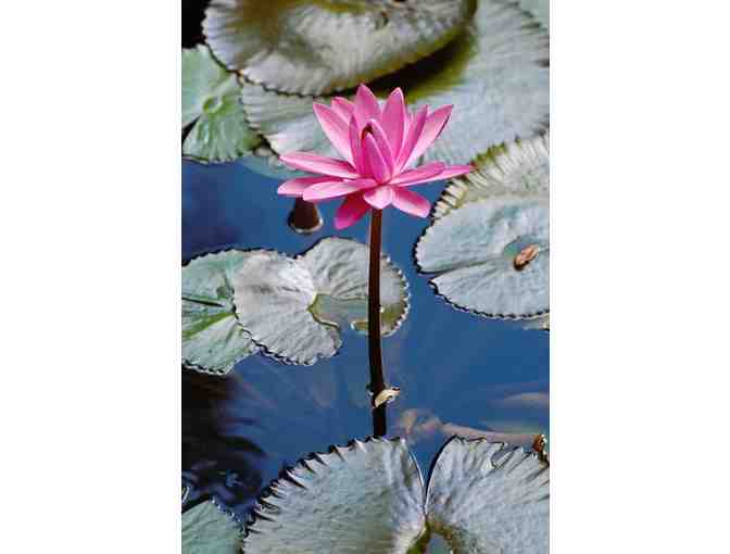 Cedar Lakes Woods and Gardens Williston FL - 2 Guest Passes