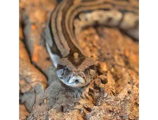 4 Guest Passes to The Wonder Gardens