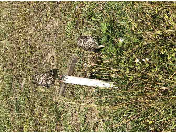 Burrowing Owl Tour with Beverly Saltonstall