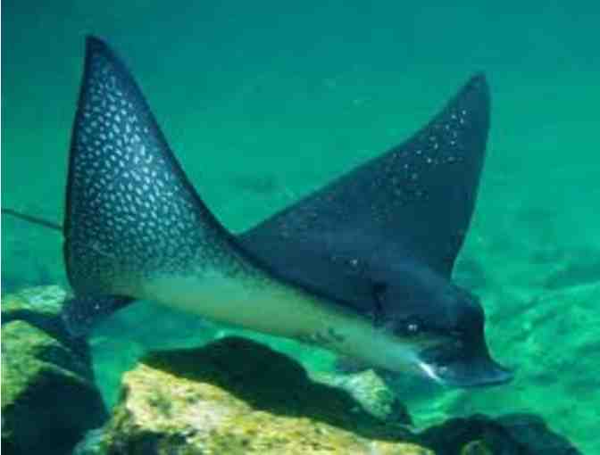 Long Beach Fun - Aquarium of the Pacific & Battleship USS Iowa