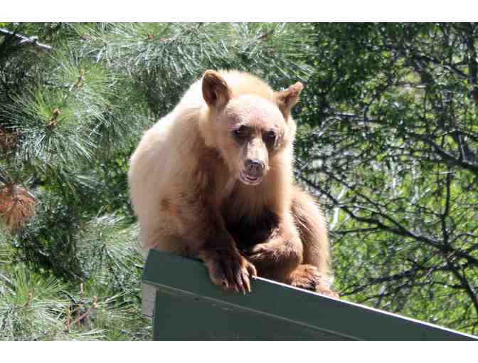 South Lake Tahoe, CA - Tahoe Seasons Resort - 2 nights stay for 4