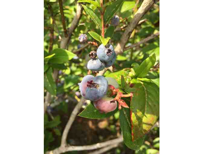 'A Day in Augusta'  Bakery, Blueberry Picking and Gups Drive In