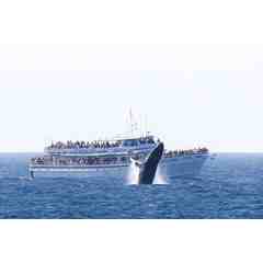 Cape Ann Whale Watch