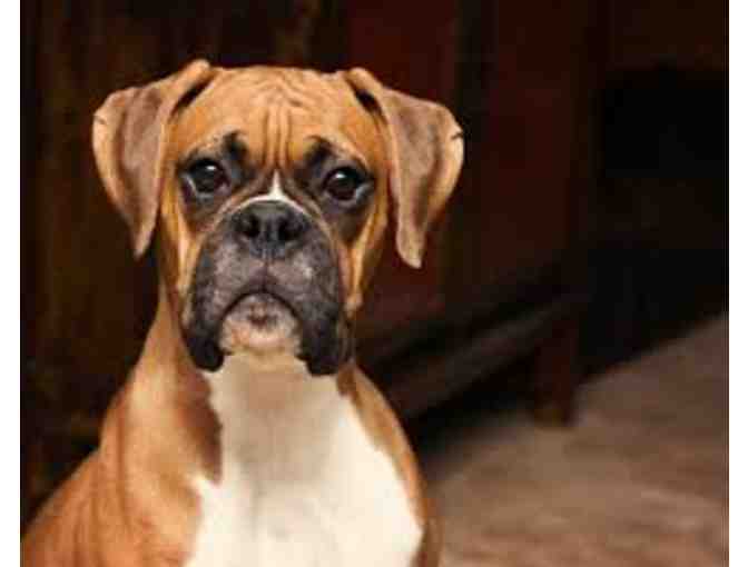 Cher McCoy of Virginia Donates a Fantastic 'Doggie Gift Box' to our Auction!