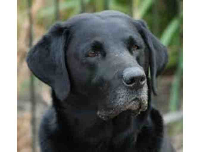 Cher McCoy of Virginia Donates a Fantastic 'Doggie Gift Box' to our Auction!