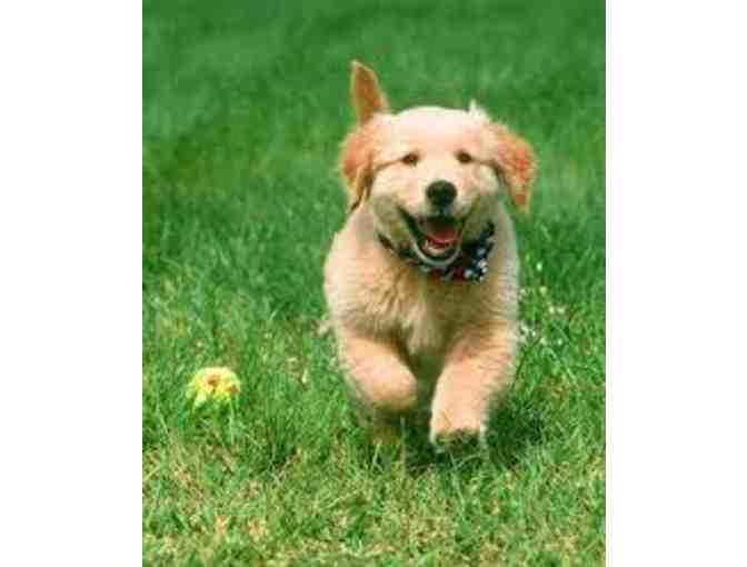 Cher McCoy of Virginia Donates a Fantastic 'Doggie Gift Box' to our Auction!