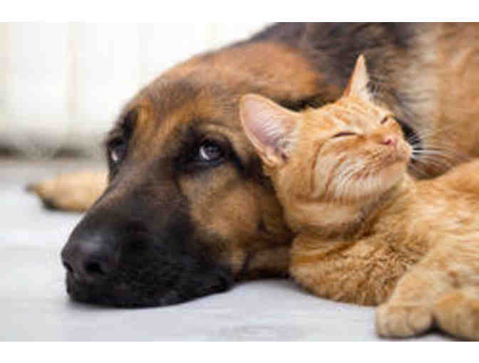 'Dogs Leave Pawprints in Your Heart' Collectible Box & It is Filled with Treasures!