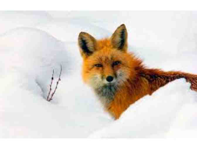 'Bramlet's Backwoods Cabin' in January - April! Winter Fun in Estes Park, Colorado!