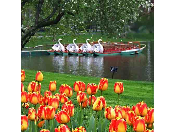 Ten Boston Swan Boat Rides