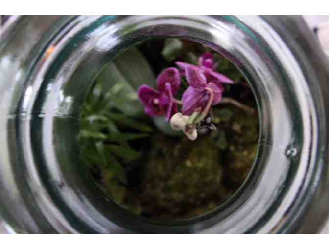 Handcrafted Terrarium from Rock Farm Gardens
