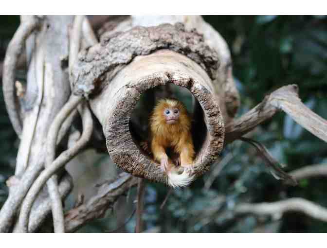 Roger Williams Park Zoo Four Admission Passes