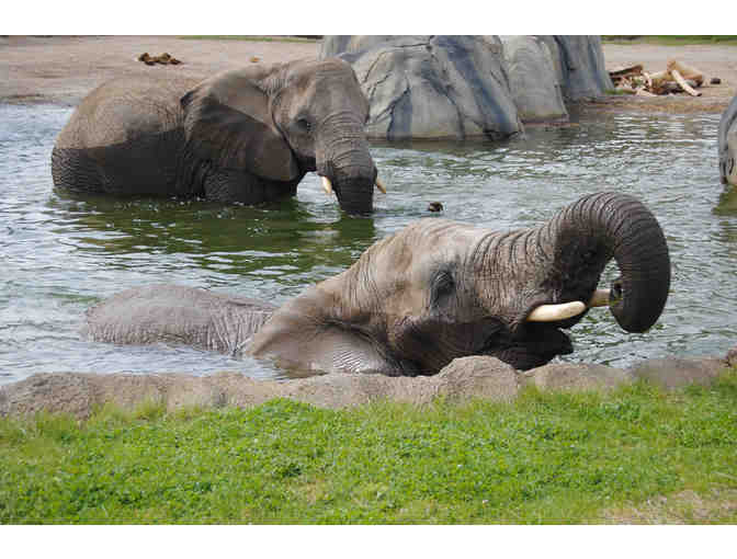 Roger Williams Park Zoo Four Admission Passes