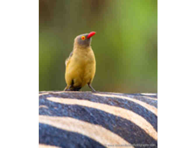 African Safari for Two