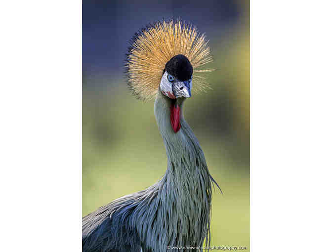 African Safari for Two