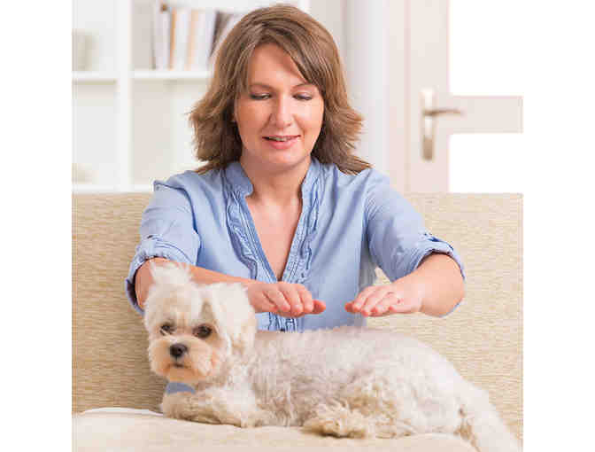 Understanding Canine Anxiety OR....