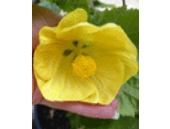 Gift Card for Annie's Annuals and Perennials in Richmond, California