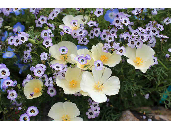 Gift Card for Annie's Annuals and Perennials in Richmond, California