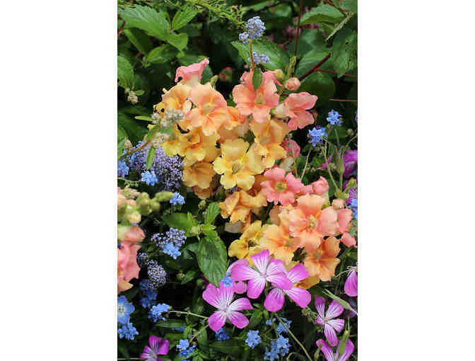 Gift Card for Annie's Annuals and Perennials in Richmond, California