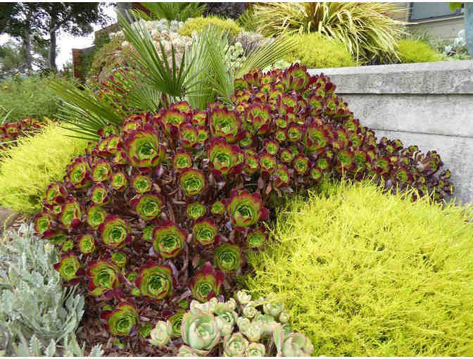 Gift Card for Annie's Annuals and Perennials in Richmond, California