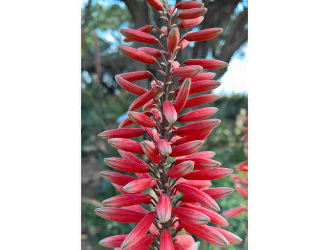 Gift Card for Annie's Annuals and Perennials in Richmond, California