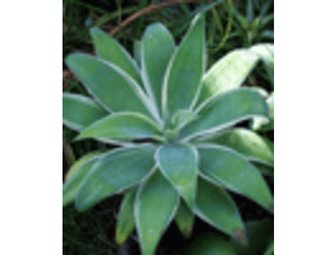 Gift Card for Annie's Annuals and Perennials in Richmond, California