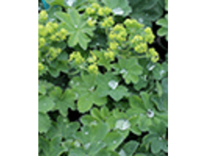 Gift Card for Annie's Annuals and Perennials in Richmond, California