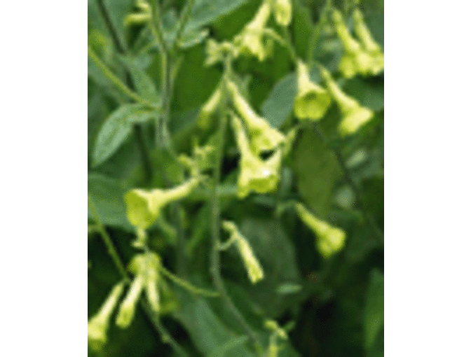 Gift Card for Annie's Annuals and Perennials in Richmond, California