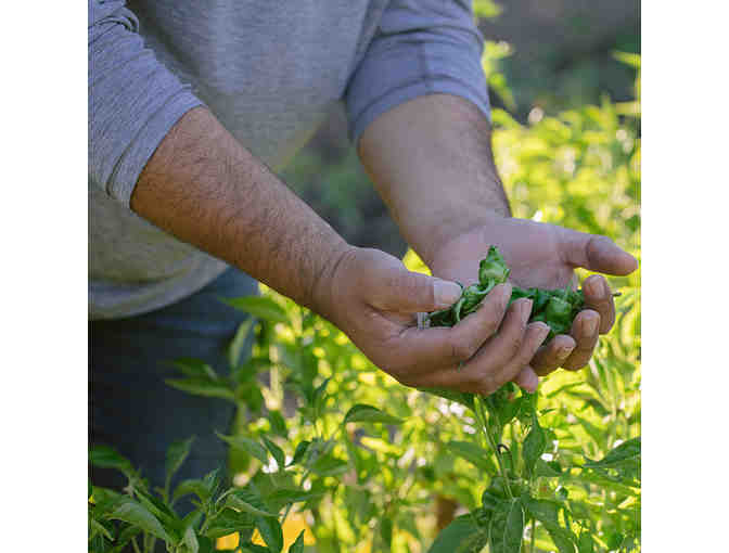 Seasonal Wine Tasting with Culinary Bites at Clif Family in St. Helena